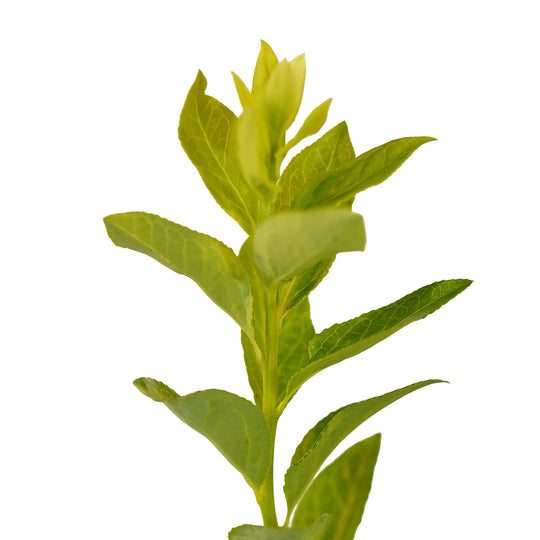 Foliage and branch detail of a container-grown Blue Ridge blueberry
