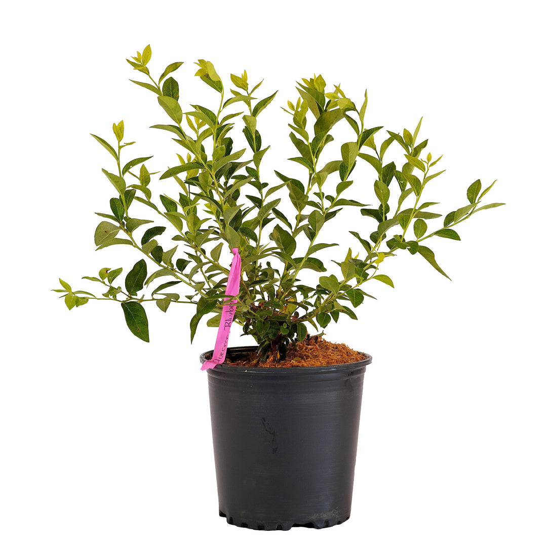 Full view of a container-grown Bluecrop blueberry against a white background
