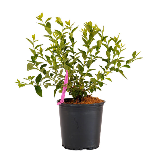 Full view of a container-grown Bluecrop blueberry against a white background