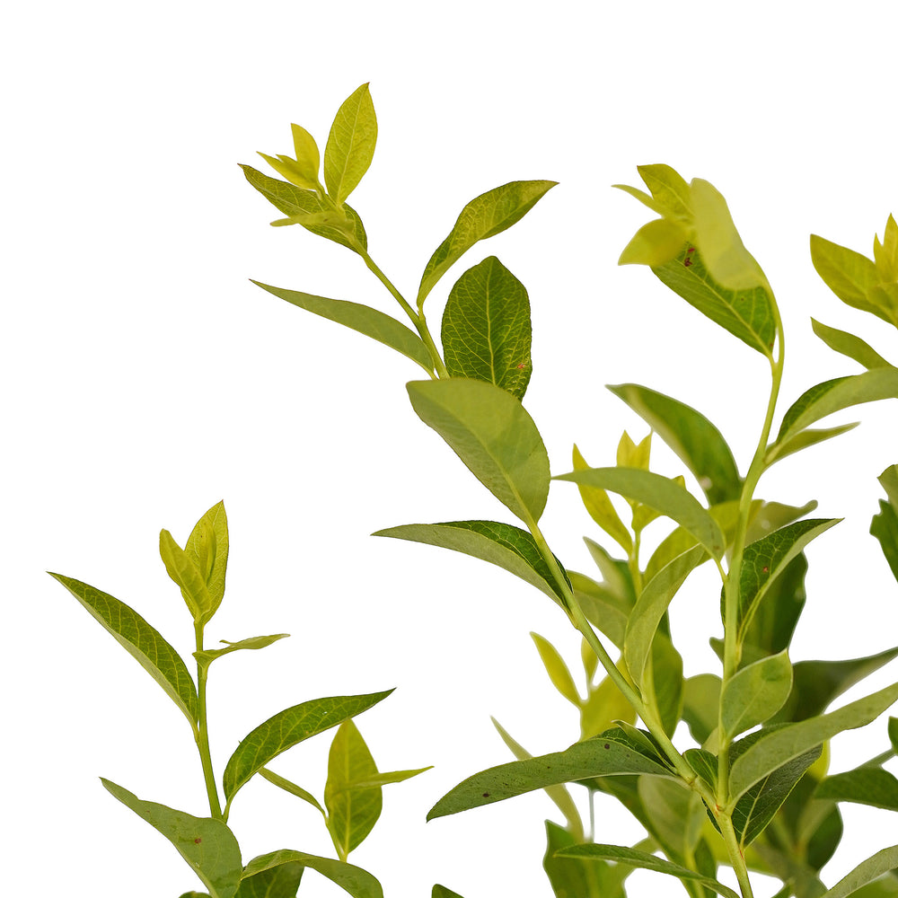 Canopy and branching detail of a container-grown Bluecrop blueberry