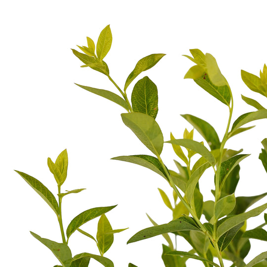 Canopy and branching detail of a container-grown Bluecrop blueberry