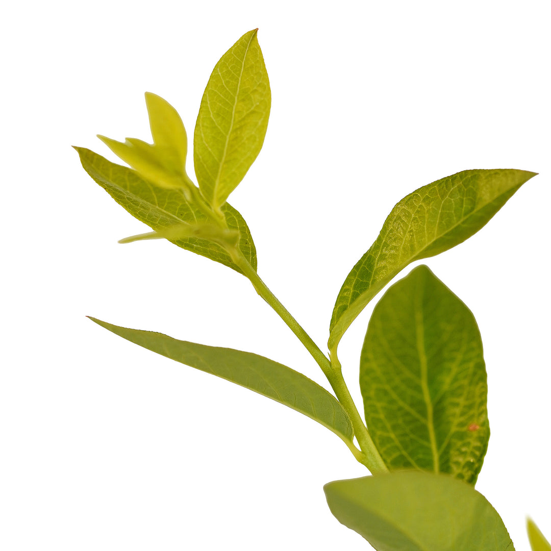 Foliage and branch detail of a container-grown Bluecrop blueberry