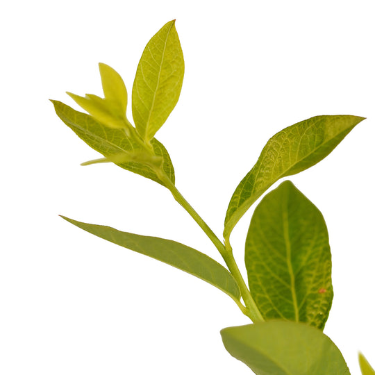 Foliage and branch detail of a container-grown Bluecrop blueberry