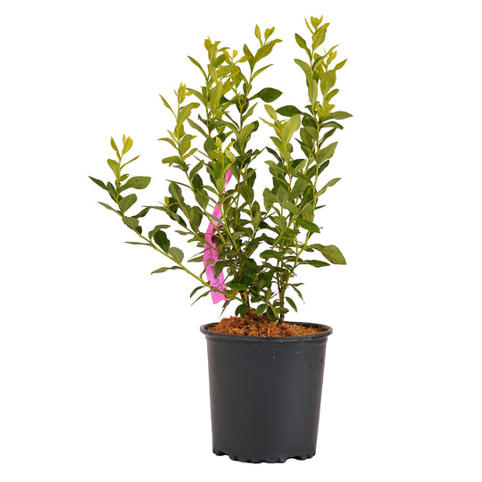 Full view of a container-grown Bluejay blueberry against a white background