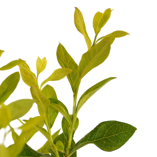Foliage and branch detail of a container-grown Bluejay blueberry