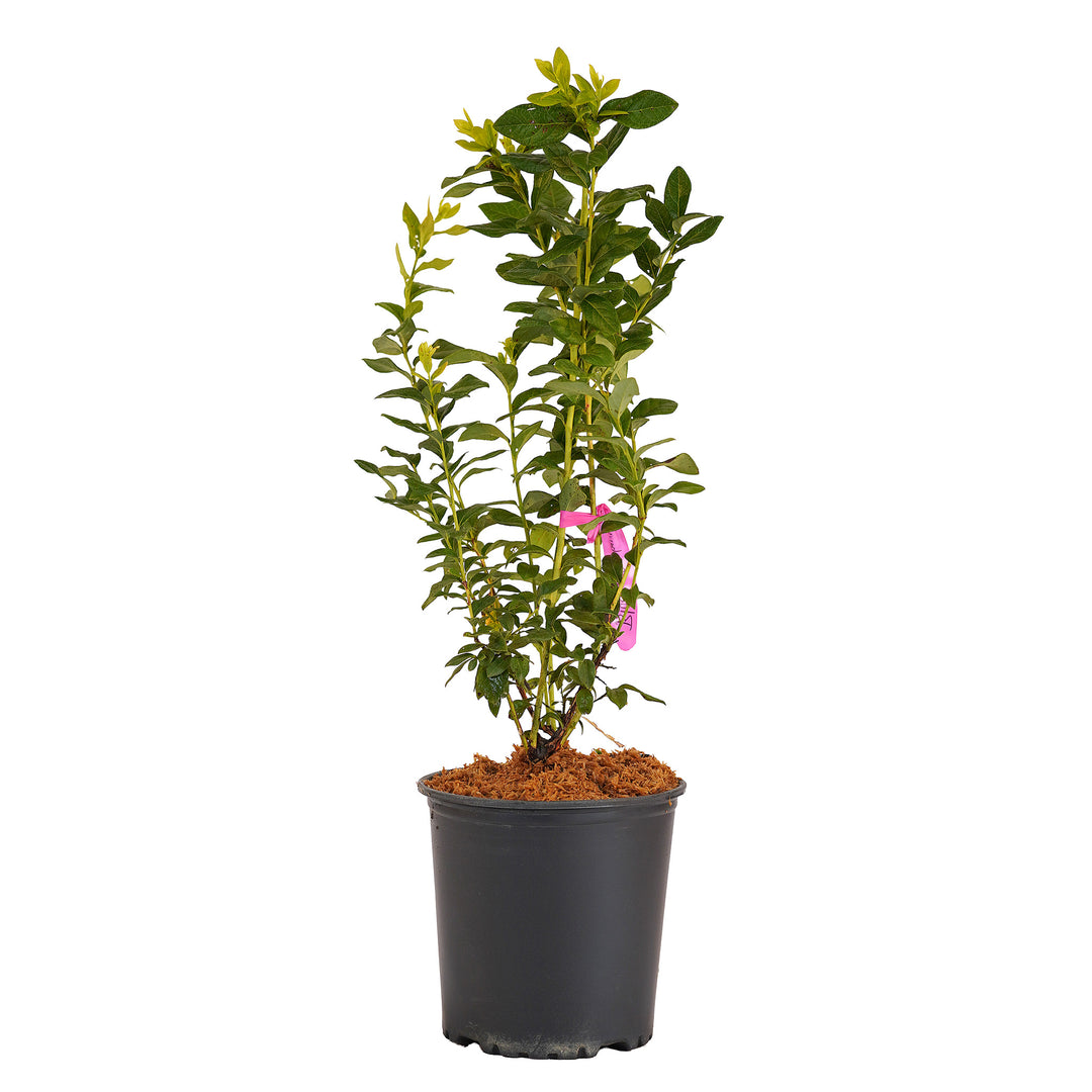 Full view of a container-grown Blueray blueberry against a white background