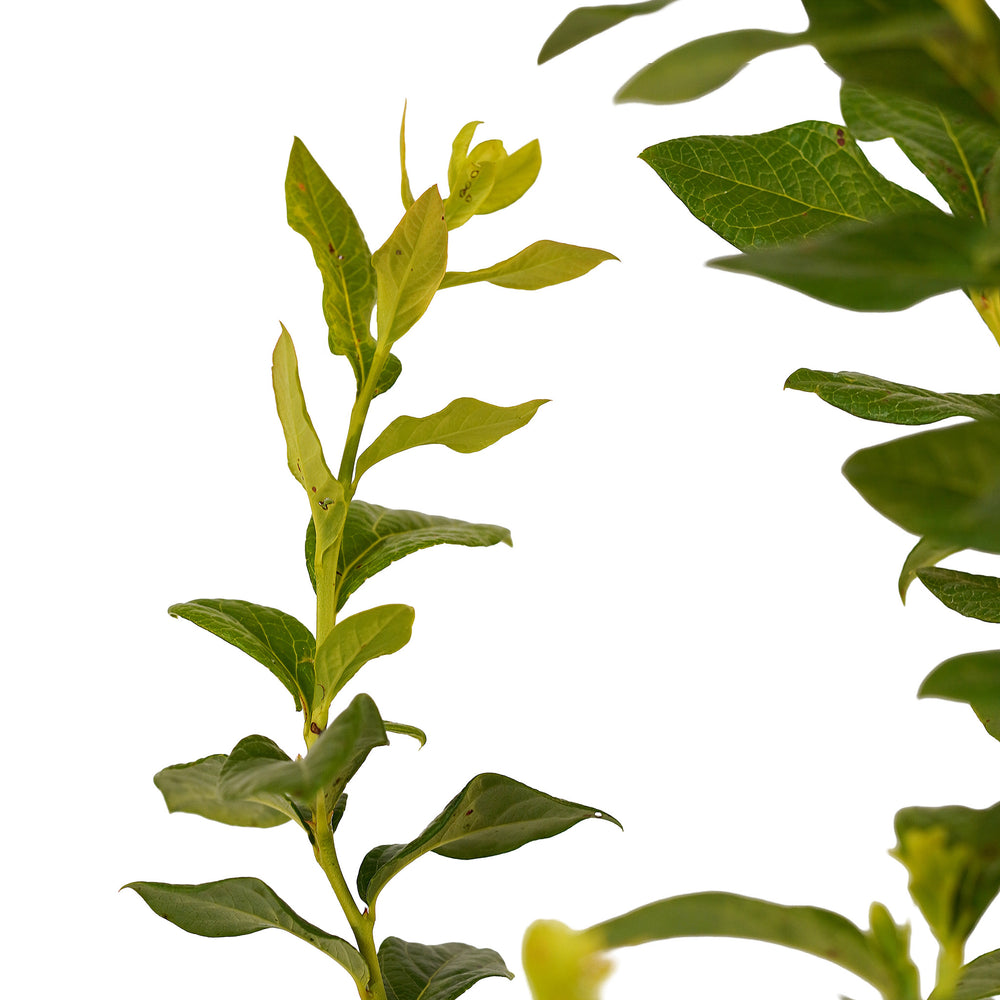 Canopy and branching detail of a container-grown Blueray blueberry
