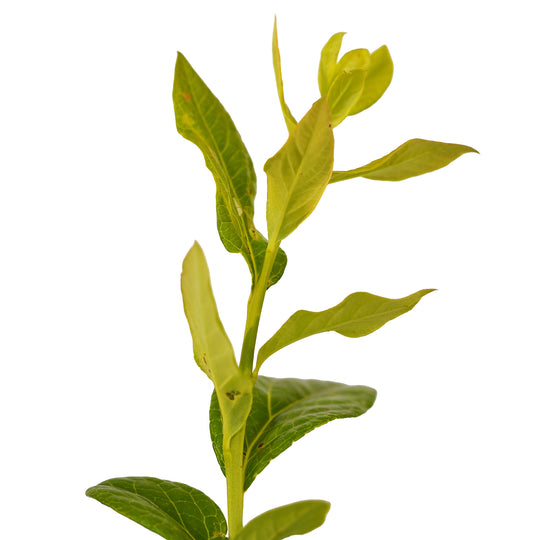 Foliage and branch detail of a container-grown Blueray blueberry