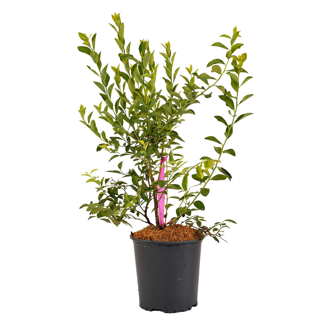 Full view of a container-grown Brightwell Rabbiteye blueberry against a white background