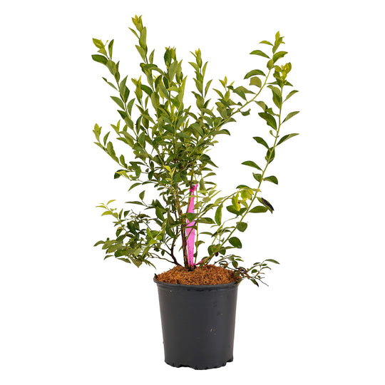 Full view of a container-grown Brightwell Rabbiteye blueberry against a white background
