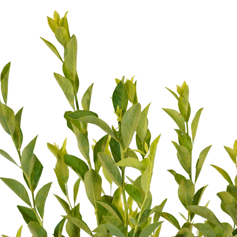 Canopy and branching detail of a container-grown Brightwell Rabbiteye blueberry