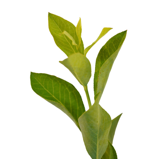 Foliage and branch detail of a container-grown Brightwell Rabbiteye blueberry