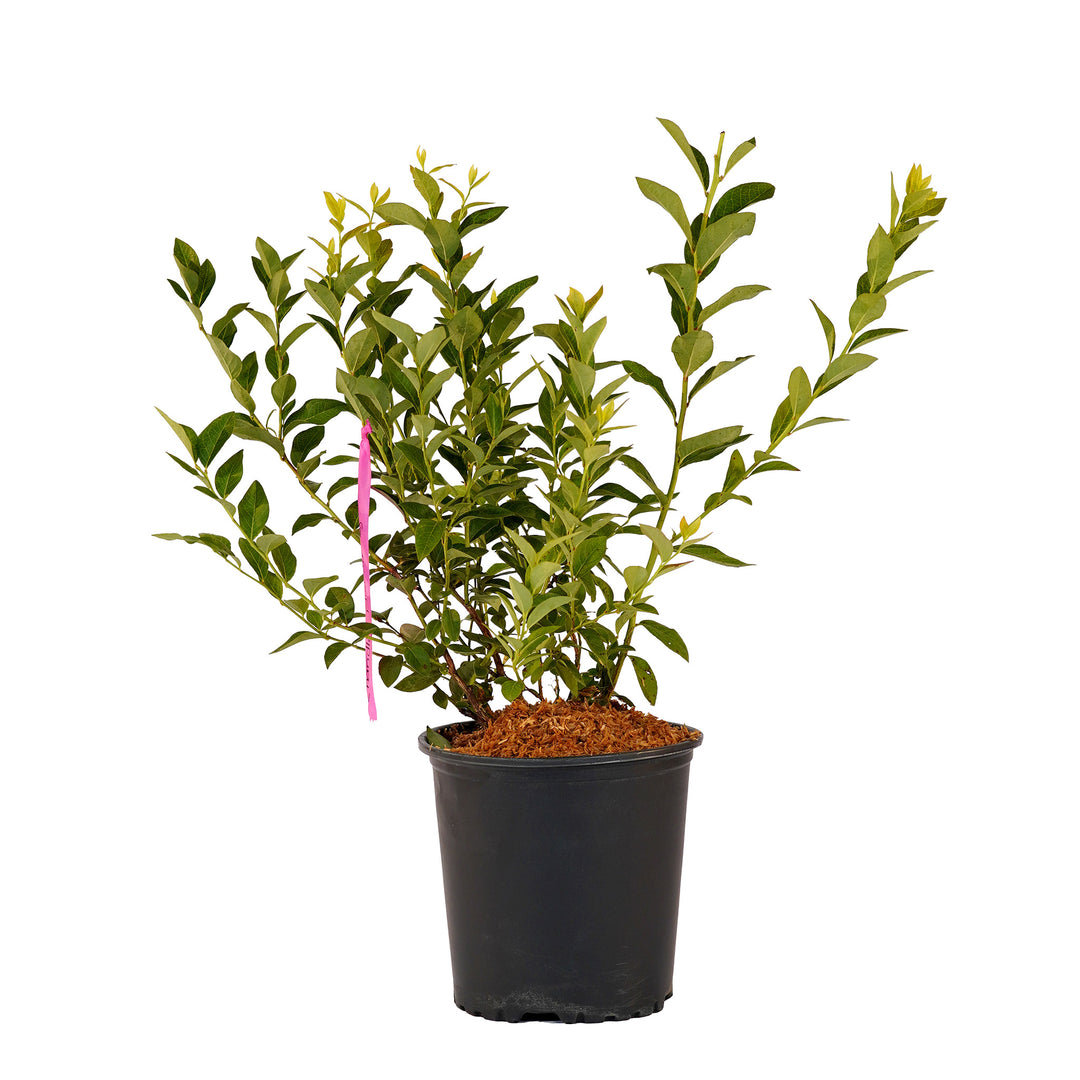 Full view of a container-grown Chandler blueberry against a white background