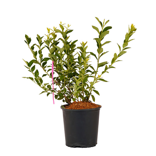 Full view of a container-grown Chandler blueberry against a white background
