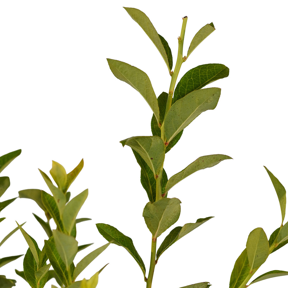 Canopy and branching detail of a container-grown Chandler blueberry