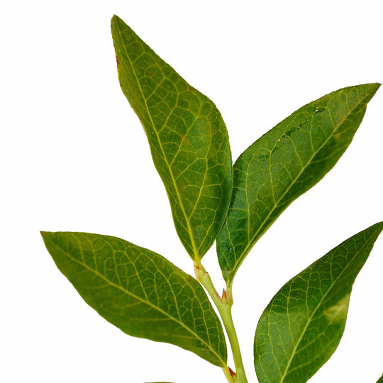Foliage and branch detail of a container-grown Chandler blueberry