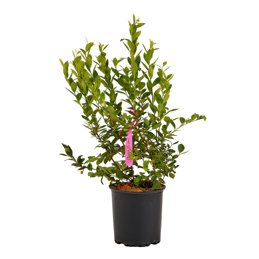 Full view of a container-grown Climax Rabbiteye blueberry against a white background