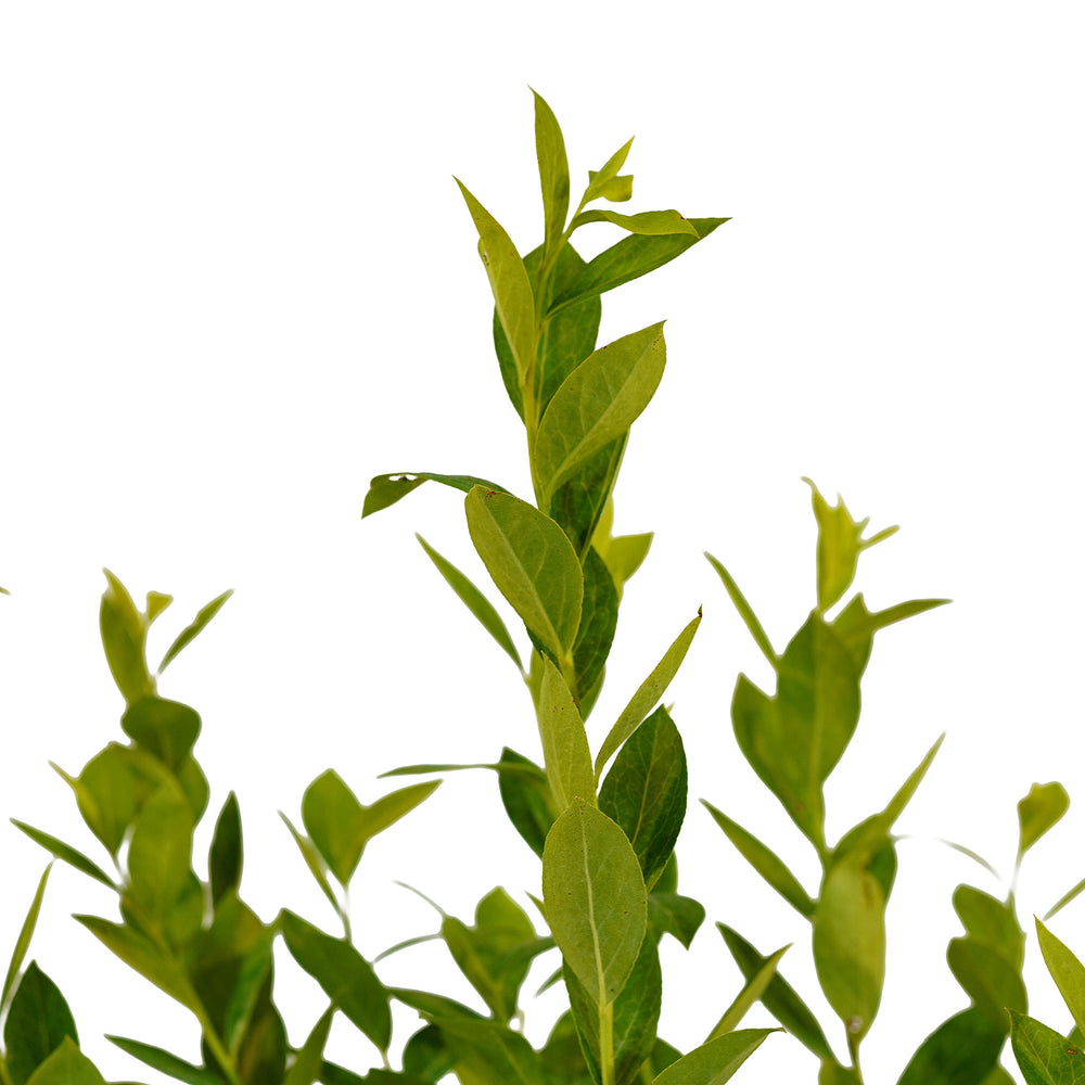 Canopy and branching detail of a container-grown Climax Rabbiteye blueberry