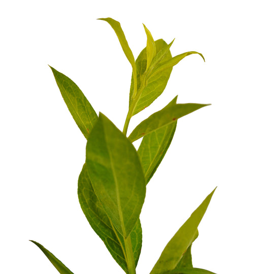 Foliage and branch detail of a container-grown Climax Rabbiteye blueberry