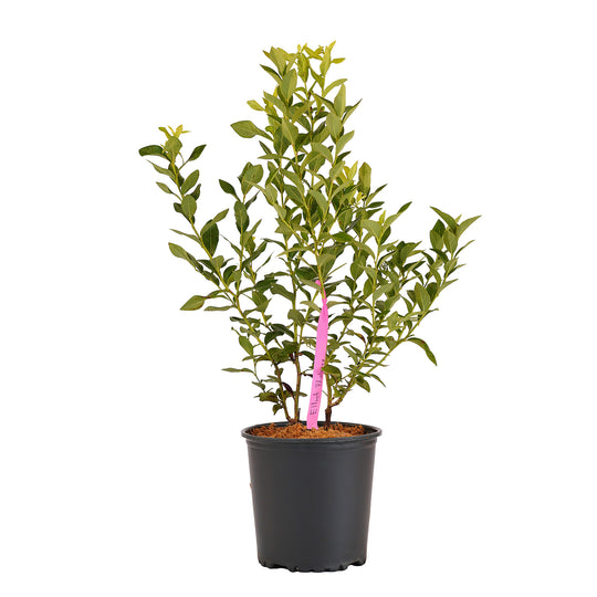 Full view of a container-grown Elliott blueberry against a white background