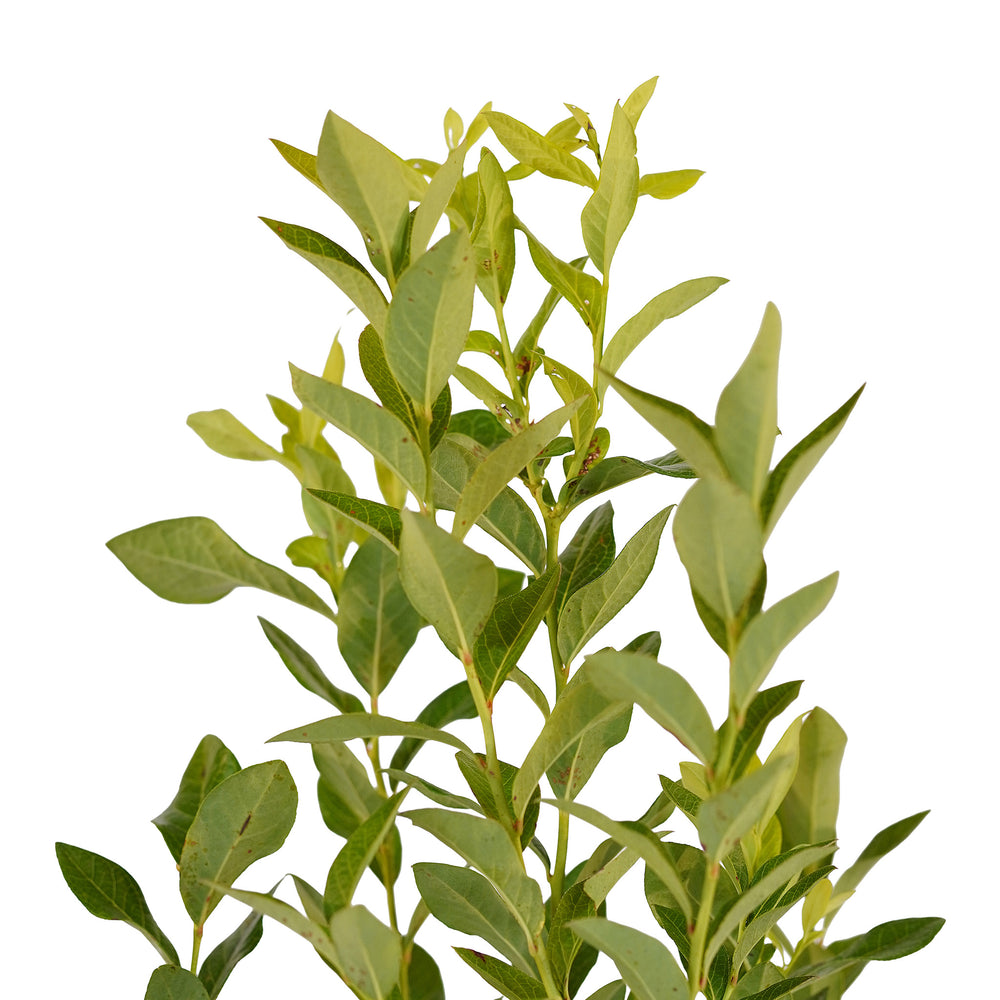 Canopy and branching detail of a container-grown Elliott blueberry