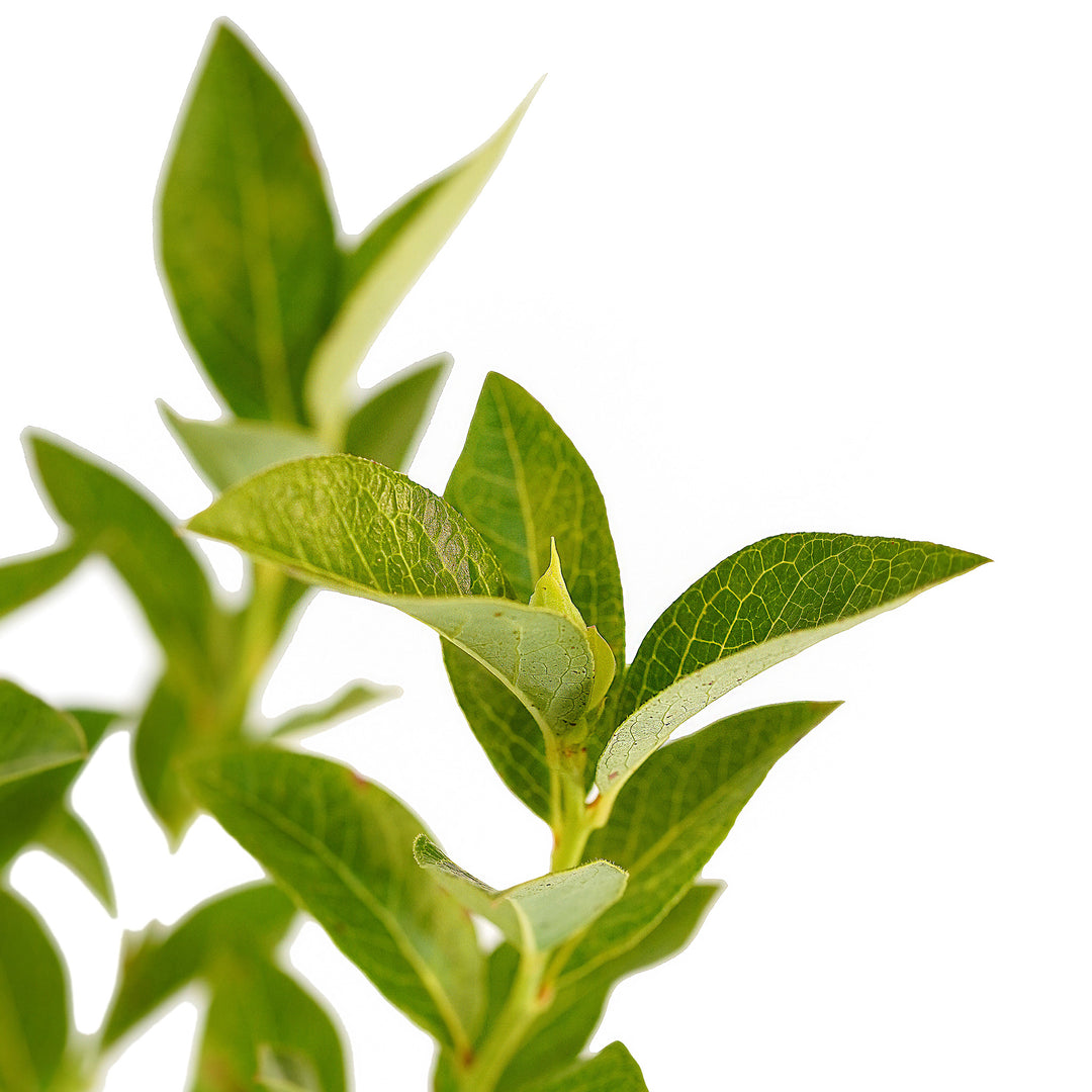 Foliage and branch detail of a container-grown Elliott blueberry