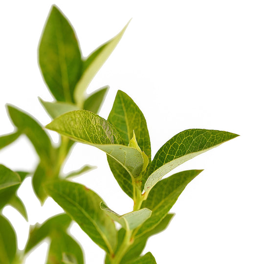 Foliage and branch detail of a container-grown Elliott blueberry