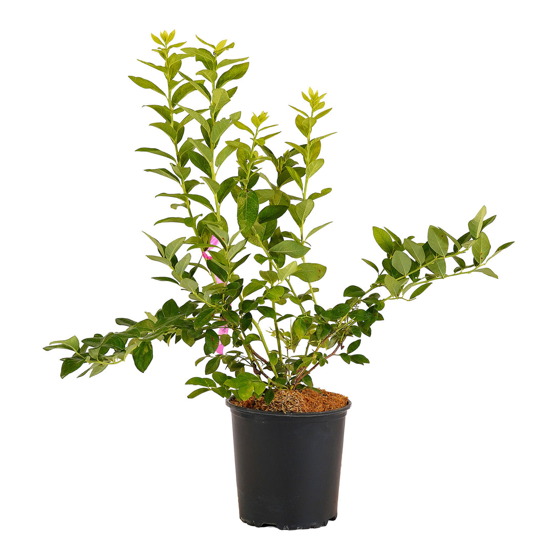 Full view of a container-grown Jersey blueberry against a white background