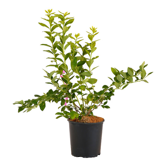 Full view of a container-grown Jersey blueberry against a white background