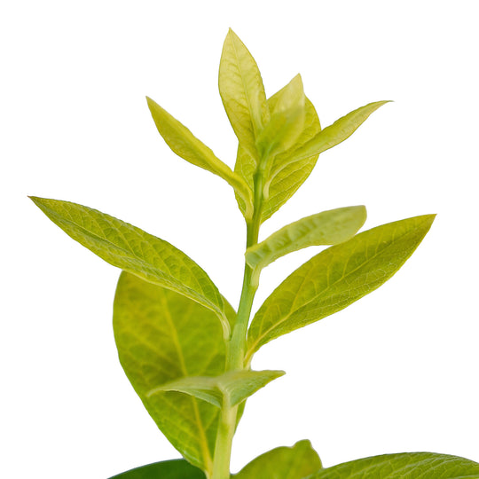 Foliage and branch detail of a container-grown Jersey blueberry