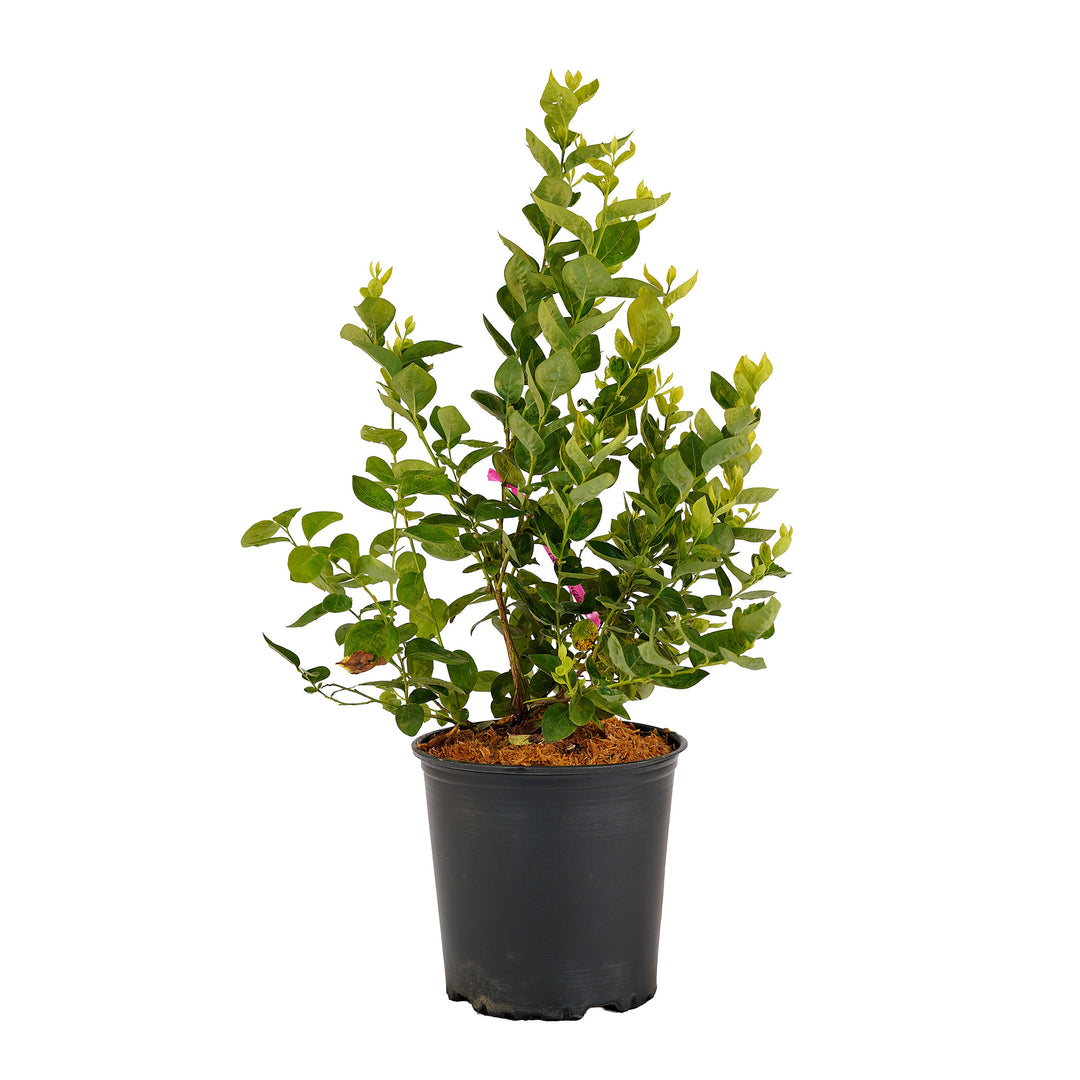 Full view of a container-grown Jubilee blueberry against a white background