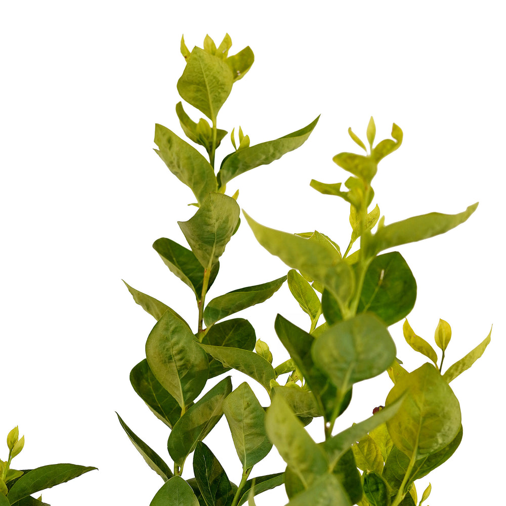 Canopy and branching detail of a container-grown Jubilee blueberry