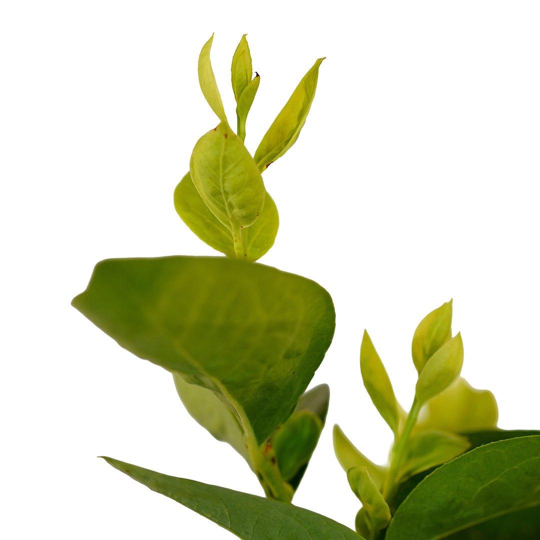 Foliage and branch detail of a container-grown Jubilee blueberry