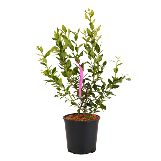 Full view of a container-grown Northland blueberry against a white background