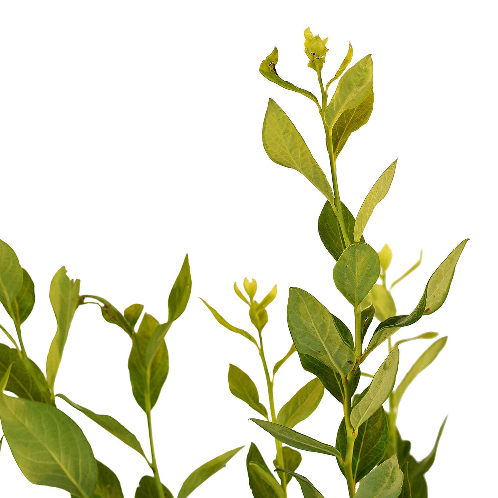 Canopy and branching detail of a container-grown Northland blueberry