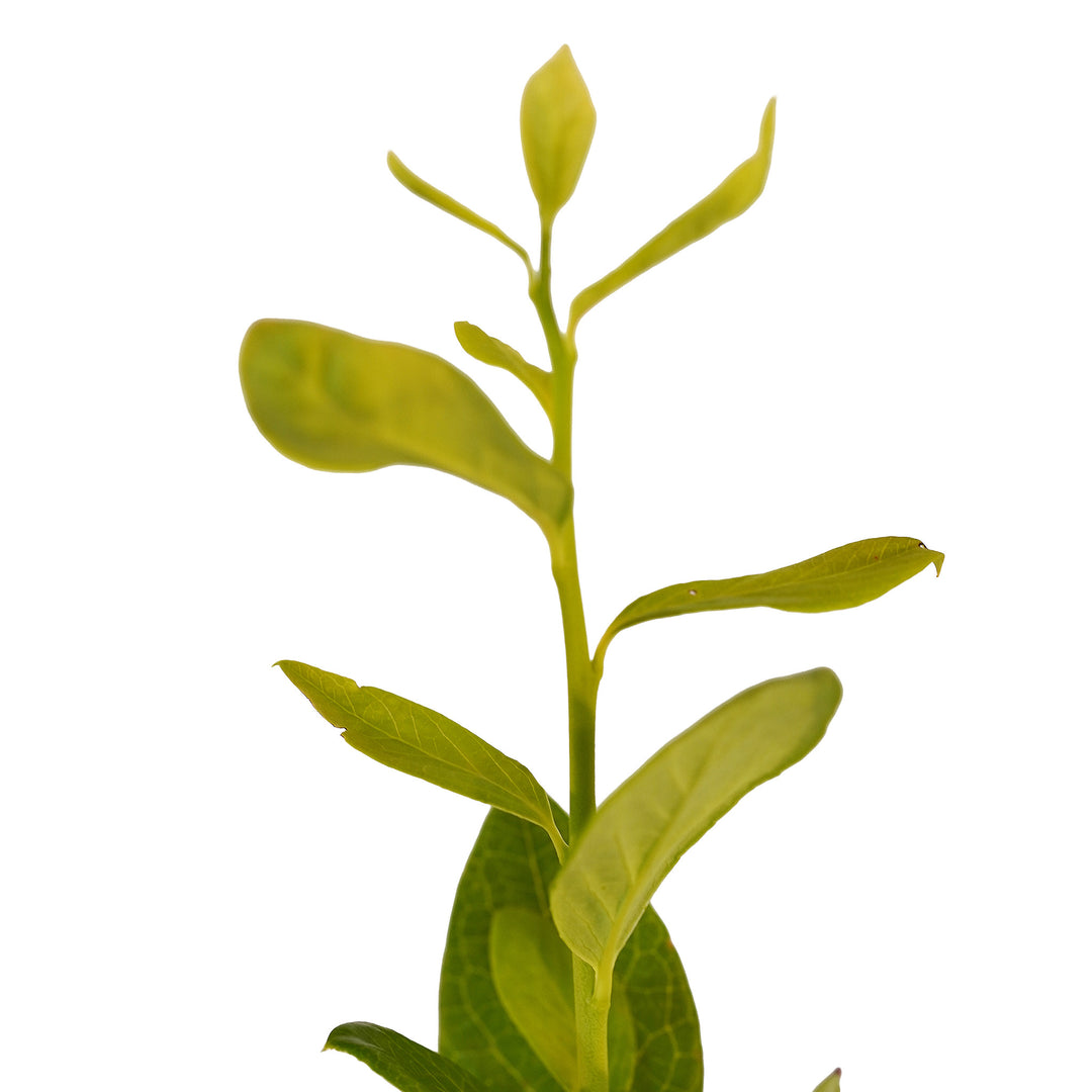 Foliage and branch detail of a container-grown Northland blueberry
