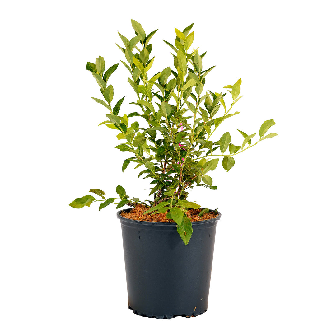 Full view of a container-grown O'Neal Rabbiteye blueberry against a white background