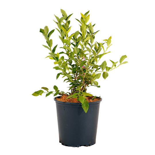 Full view of a container-grown O'Neal Rabbiteye blueberry against a white background