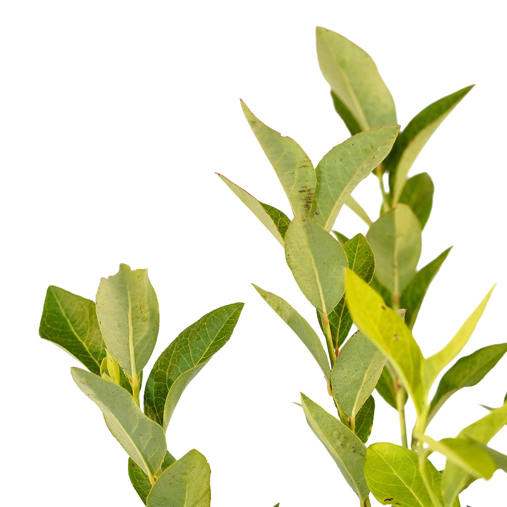 Canopy and branching detail of a container-grown O'Neal Rabbiteye blueberry