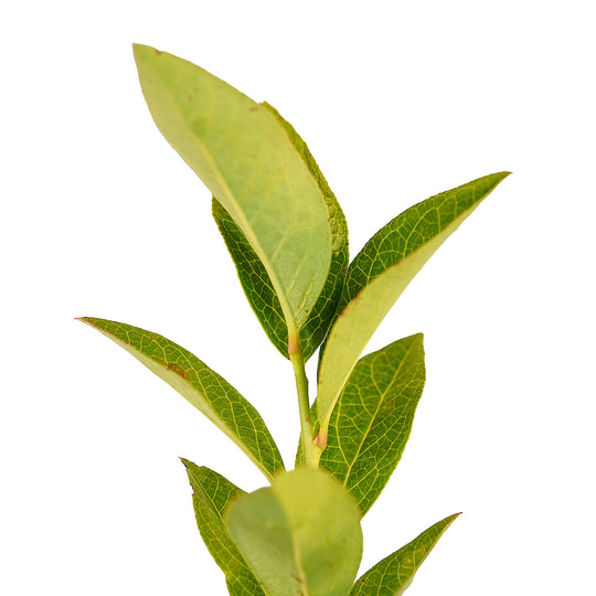 Foliage and branch detail of a container-grown O'Neal Rabbiteye blueberry