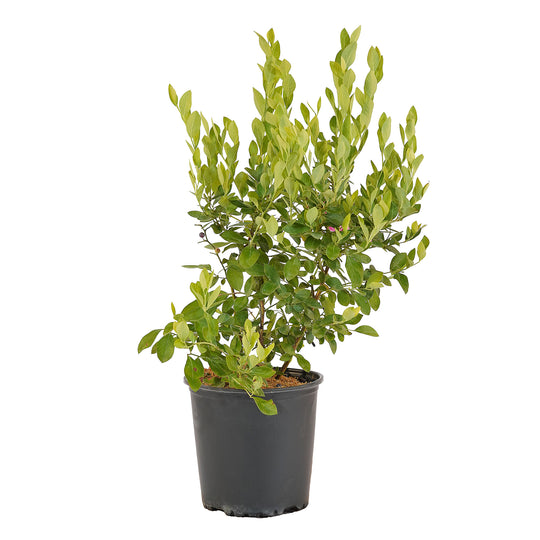Full view of a container-grown Powder Blue Rabbiteye blueberry against a white background