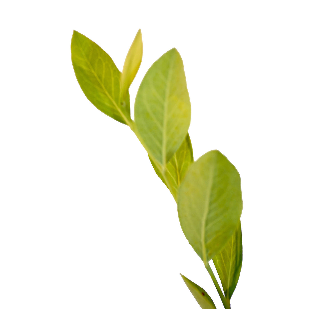Foliage and branch detail of a container-grown Powder Blue Rabbiteye blueberry