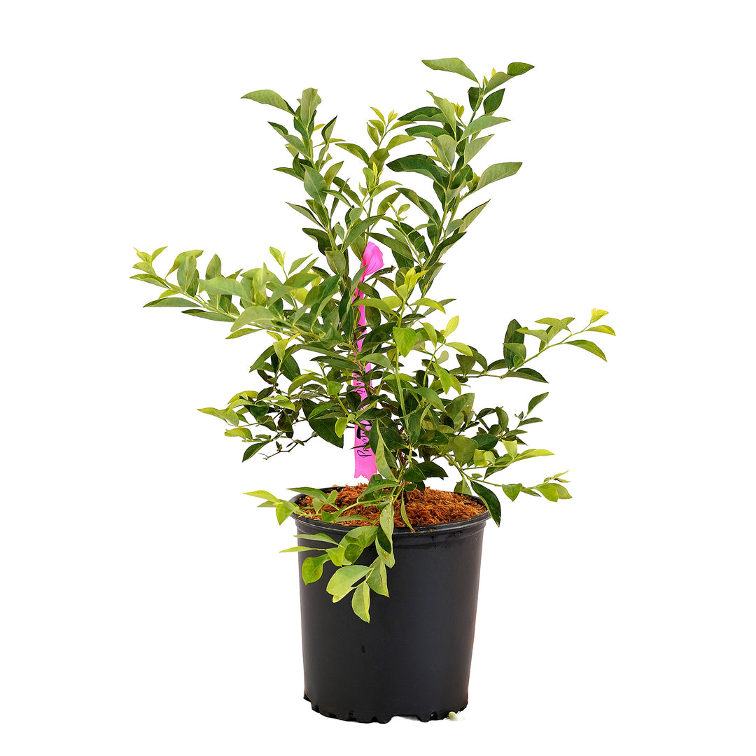 Full view of a container-grown Premier Rabbiteye blueberry against a white background