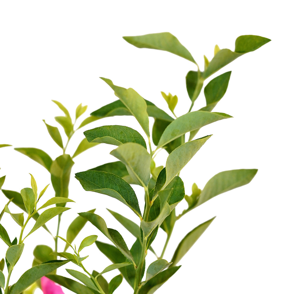 Canopy and branching detail of a container-grown Premier Rabbiteye blueberry