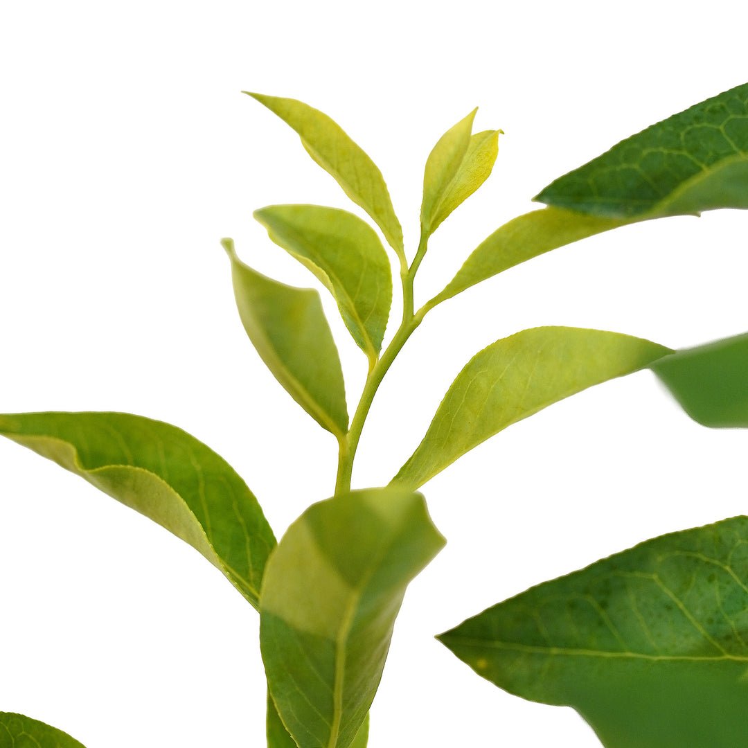 Foliage and branch detail of a container-grown Premier Rabbiteye blueberry