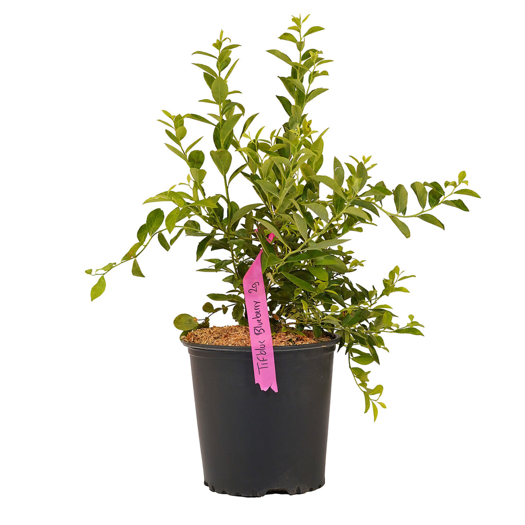 Full view of a container-grown Tifblue Rabbiteye blueberry against a white background