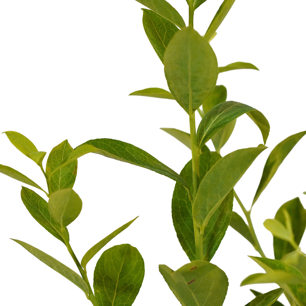 Canopy and branching detail of a container-grown Tifblue Rabbiteye blueberry