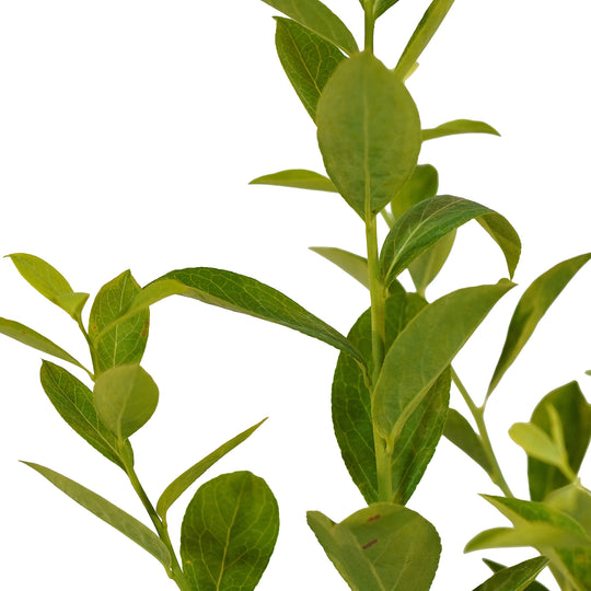 Canopy and branching detail of a container-grown Tifblue Rabbiteye blueberry