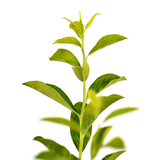 Foliage and branch detail of a container-grown Tifblue Rabbiteye blueberry