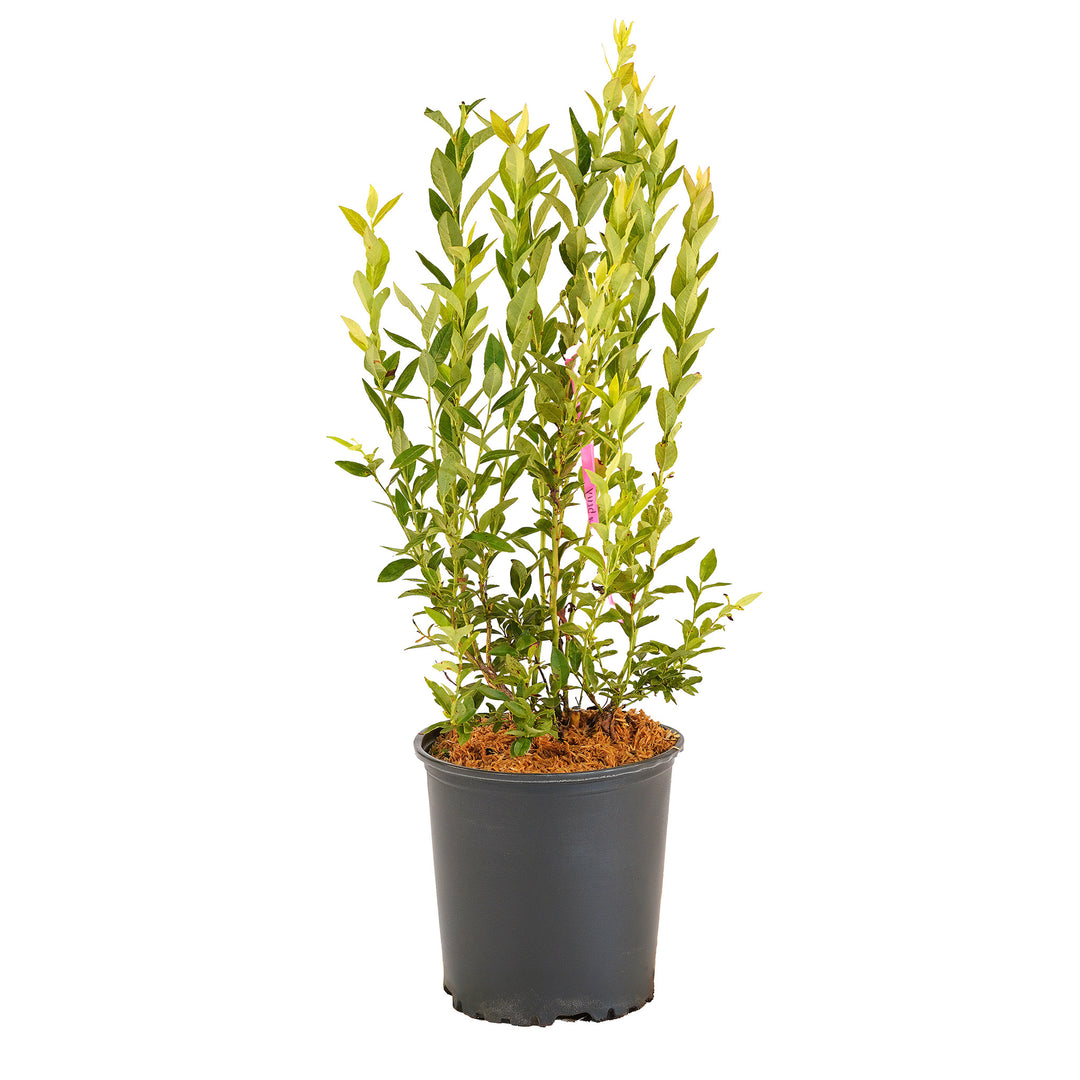 Full view of a container-grown Tophat blueberry against a white background